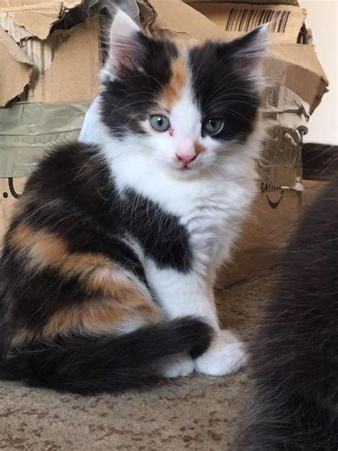 When she is held and petted she. . Calico kittens for sale near me